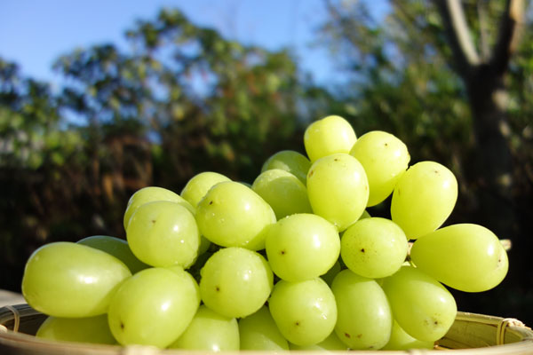 シャインマスカット | 信州高山村のりんごとぶどうを直売 片桐果樹園